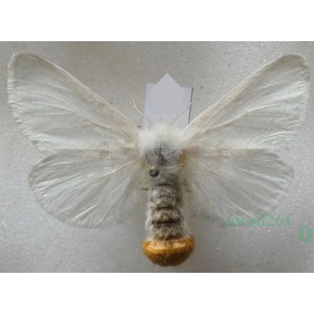 Euproctis chrysorrhoea (Linnaeus, 1758) female Kuprówka rudnica
